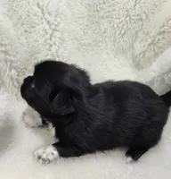 Jupiter , a male Shih Tzu and Shorkie for sale in Bolivar, MO – Photo 4 of 8