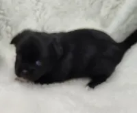 Jupiter , a male Shih Tzu and Shorkie for sale in Bolivar, MO – Photo 3 of 8