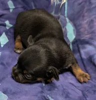 Moe, a male Chihuahua and Yorkshire Terrier for sale in Bolivar, MO – 2 of 5