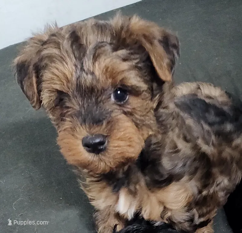 Betsy  – Yorkipoo puppy for sale in Bolivar, MO