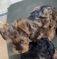 Betsy , a female Yorkipoo for sale in Bolivar, MO – Photo 2 of 2