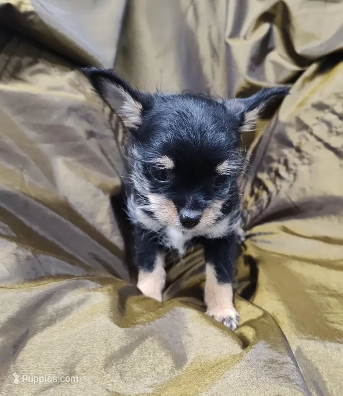 Miggie  – Chihuahua puppy for sale in Bolivar, MO