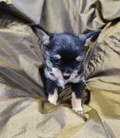 Miggie , a female Chihuahua for sale in Bolivar, MO – Photo 1 of 8