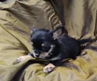 Miggie , a female Chihuahua for sale in Bolivar, MO – Photo 4 of 8