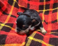 Miggie , a female Chihuahua for sale in Bolivar, MO – Photo 3 of 8