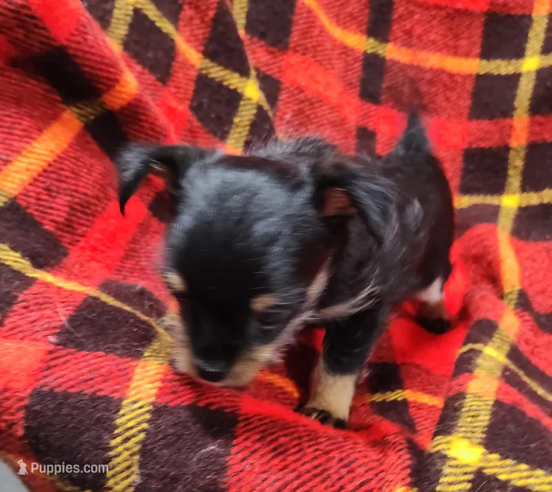 Miggie  – Chihuahua puppy for sale in Bolivar, MO