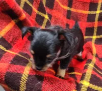 Miggie , a female Chihuahua for sale in Bolivar, MO – Photo 1 of 8