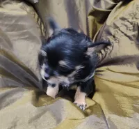 Miggie , a female Chihuahua for sale in Bolivar, MO – Photo 3 of 8