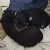 Miggie , a female Chihuahua for sale in Bolivar, MO – Photo 8 of 8