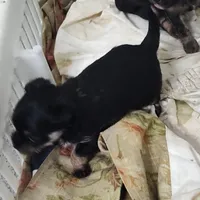 Miggie , a female Chihuahua for sale in Bolivar, MO – Photo 6 of 8