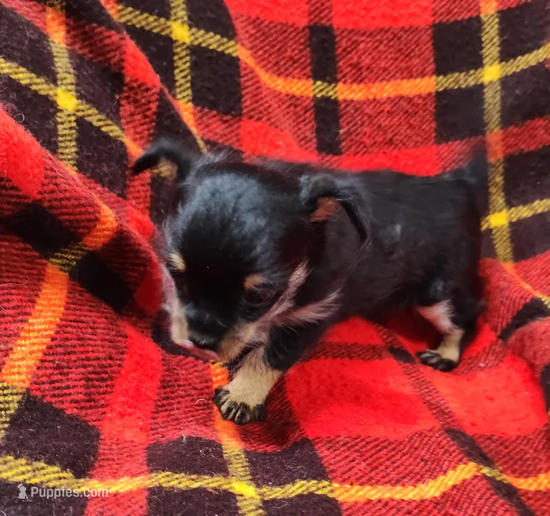 Miggie  – Chihuahua puppy for sale in Bolivar, MO