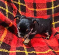 Miggie , a female Chihuahua for sale in Bolivar, MO – Photo 2 of 8