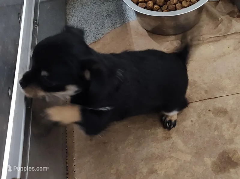 Miggie  – Chihuahua puppy for sale in Bolivar, MO