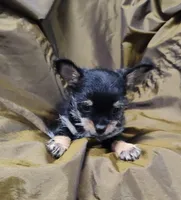 Miggie , a female Chihuahua for sale in Bolivar, MO – Photo 2 of 8