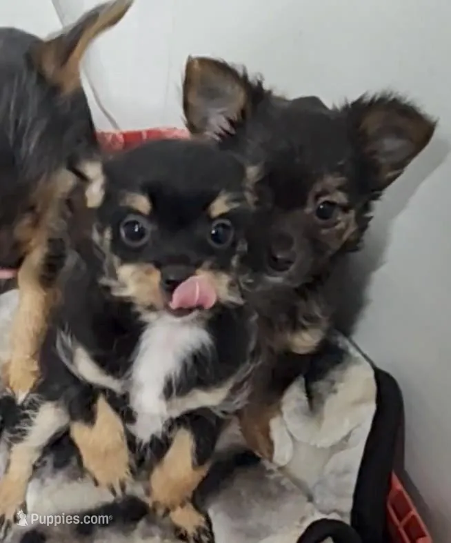 Miggie  – Chihuahua puppy for sale in Bolivar, MO