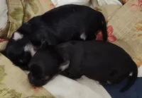 Miggie , a female Chihuahua for sale in Bolivar, MO – Photo 2 of 2