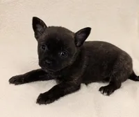 Teddy , a male Chihuahua and Pomchi for sale in Bolivar, MO – Photo 4 of 4