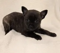 Teddy , a male Chihuahua and Pomchi for sale in Bolivar, MO – Photo 3 of 4