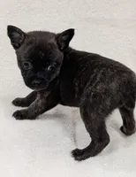 Teddy , a male Chihuahua and Pomchi for sale in Bolivar, MO – Photo 1 of 4