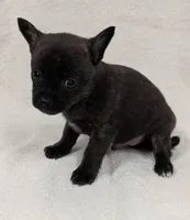 Teddy , a male Chihuahua and Pomchi for sale in Bolivar, MO – Photo 2 of 4