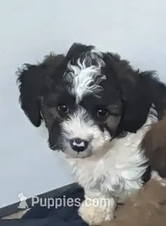 Cindy  – Poodle - Miniature , Miniature Aussiedoodle puppy for sale in Bolivar, MO