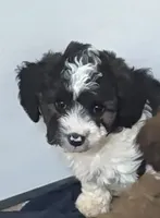 Cindy , a female Poodle - Miniature  and Miniature Aussiedoodle for sale in Bolivar, MO – 1 of 4