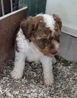 Wilbur , a male Poodle - Miniature  and Miniature Aussiedoodle for sale in Bolivar, MO – Photo 2 of 3