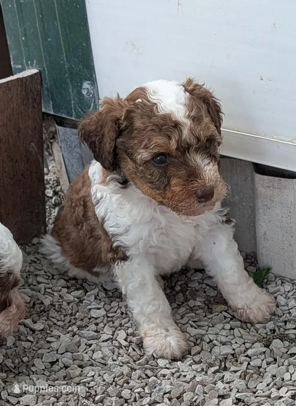 Wilbur  – Poodle - Miniature , Miniature Aussiedoodle puppy for sale in Bolivar, MO