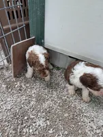 Wilbur , a male Poodle - Miniature  and Miniature Aussiedoodle for sale in Bolivar, MO – Photo 3 of 3