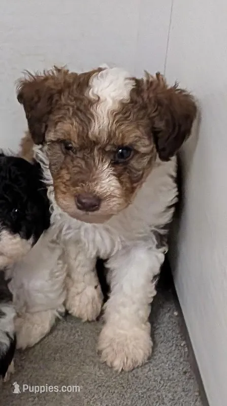 Wilbur  – Poodle - Miniature , Miniature Aussiedoodle puppy for sale in Bolivar, MO