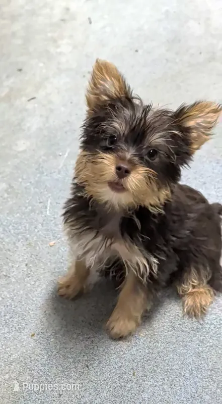 Rainbow  – Yorkshire Terrier puppy for sale in Bolivar, MO