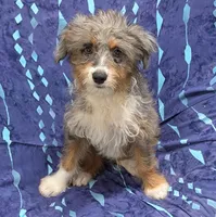 Brutus, a male Miniature Australian Shepherd and Miniature Aussiedoodle for sale in Bolivar, MO – 3 of 10