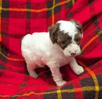 Dolly, a female Poodle - Miniature  and Miniature Aussiedoodle for sale in Bolivar, MO – Photo 2 of 7
