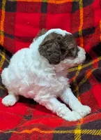 Dolly, a female Poodle - Miniature  and Miniature Aussiedoodle for sale in Bolivar, MO – Photo 5 of 7