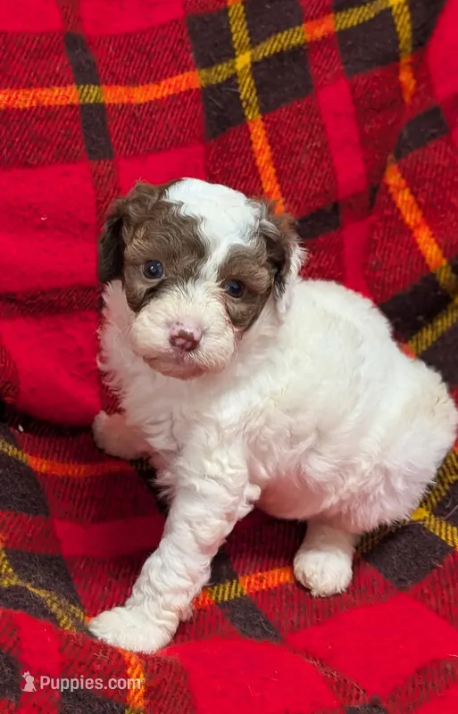 Dolly – Poodle - Miniature , Miniature Aussiedoodle puppy for sale in Bolivar, MO