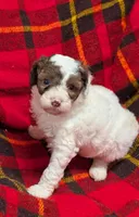 Dolly, a female Poodle - Miniature  and Miniature Aussiedoodle for sale in Bolivar, MO – Photo 1 of 7
