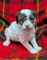 Dolly, a female Poodle - Miniature  and Miniature Aussiedoodle for sale in Bolivar, MO – Photo 6 of 7