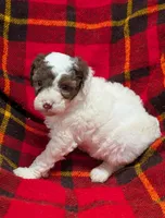 Dolly, a female Poodle - Miniature  and Miniature Aussiedoodle for sale in Bolivar, MO – Photo 4 of 7