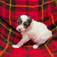 Dolly, a female Poodle - Miniature  and Miniature Aussiedoodle for sale in Bolivar, MO – Photo 7 of 7