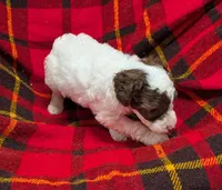Dolly, a female Poodle - Miniature  and Miniature Aussiedoodle for sale in Bolivar, MO – Photo 3 of 7