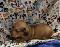 Braxton , a male Miniature Dachshund for sale in Bolivar, MO – 3 of 6