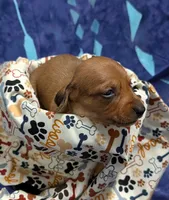 Betty Lou , a female Miniature Dachshund for sale in Bolivar, MO – 5 of 7