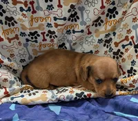 Braxton , a male Miniature Dachshund for sale in Bolivar, MO – 2 of 6