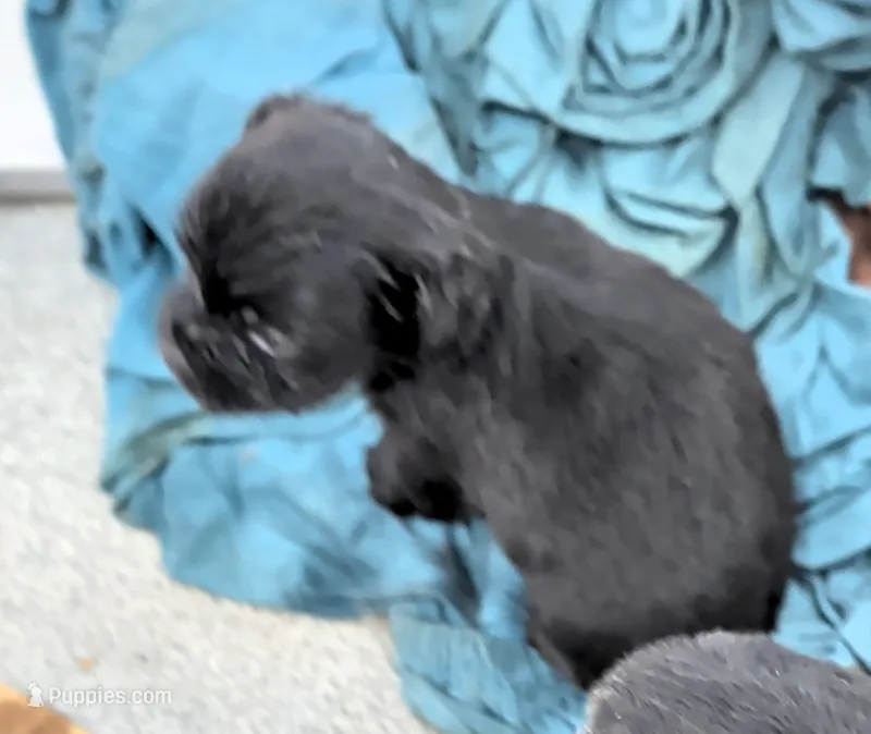 Athena  – Yorkshire Terrier puppy for sale in Bolivar, MO