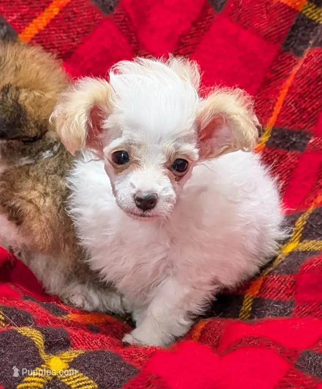 Champ  – Poodle - Toy  puppy for sale in Bolivar, MO