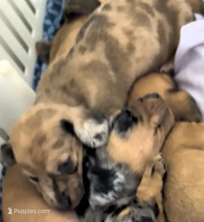 Terry – Miniature Dachshund puppy for sale in Bolivar, MO