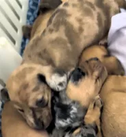Terry, a male Miniature Dachshund for sale in Bolivar, MO – 1 of 4