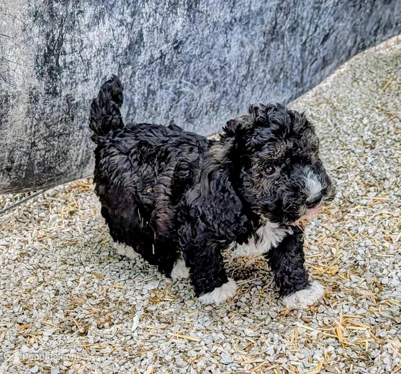 Manual  – Goldendoodle, Miniature Goldendoodle puppy for sale in Bolivar, MO