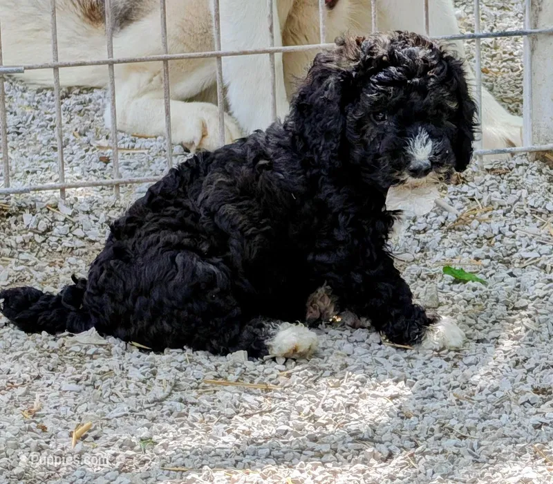 Manual  – Goldendoodle, Miniature Goldendoodle puppy for sale in Bolivar, MO