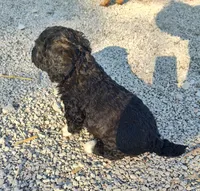 Manual , a male Goldendoodle and Miniature Goldendoodle for sale in Bolivar, MO – Photo 4 of 4